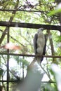 Bondol eagle in a cage at the zoo, this eagle is white and light brown. Royalty Free Stock Photo