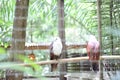 Bondol eagle in a cage at the zoo, this eagle is white and light brown. Royalty Free Stock Photo