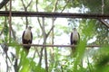 Bondol eagle in a cage at the zoo, this eagle is white and light brown. Royalty Free Stock Photo