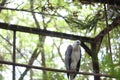 Bondol eagle in a cage at the zoo, this eagle is white and light brown. Royalty Free Stock Photo