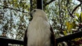 Bondol Eagle looking left in Batu secret zoo Royalty Free Stock Photo