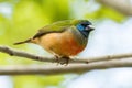 Bondol-hijau ekor-duri (Pin-tailed parrotfinch)