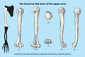 the bone of the upper arm