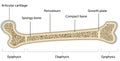 Bone Anatomy Labeled Diagram