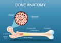 Bone anatomy. Structure of a femur
