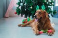 A bone as a New Year and Christmas gift for your beloved dog. Pet shop banner. Royalty Free Stock Photo