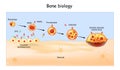 Bone Biology. Role of RANK, RANKL, and OPG. bone remodeling