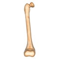 Bone