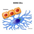 Bone cells Royalty Free Stock Photo