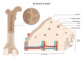 Bone cross section. Anatomical detailed structure of bone tissue.