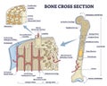 Bone cross section and isolated anatomical detailed structure outline diagram