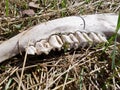 The bone of the dead and deceased animal on the ground in the forest. Jaw with large teeth