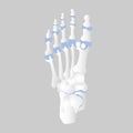 Bone of the foot anatomy, internal organs body part orthopedic health care