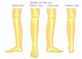 Bone fracture_Leg anatomy bones