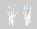 Bone of the hand and foot anatomy, internal organs body part orthopedic health care