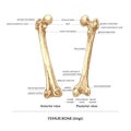 414_bone, human thigh thigh, back view, front view