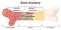 Bone internal structure. Didactic scheme of anatomy of human bone.