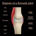 Bone Joint Diagram Labeled Black Background