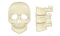 Bone and Joints as Parts of Human Skeleton Vector Set