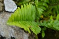 Bone leaves pattern at the garden