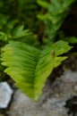 Bone leaves pattern at the garden