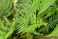 Bone leaves pattern at the garden