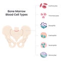 Bone Marrow Blood Cell Types scientific vector illustration Royalty Free Stock Photo