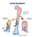 Bone marrow anatomy for red blood cells production outline diagram Royalty Free Stock Photo