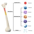 Bone marrow and blood cells formation diagram . Hematopoiesis . Femur bone with type of blood cell . Erythrocyte Lymphocyte