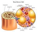Bone marrow cells Royalty Free Stock Photo