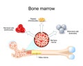 bone marrow. Hematopoiesis Royalty Free Stock Photo