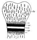 Bone Ossification, vintage illustration