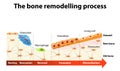 Bone remodelling process