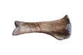 Bone sample of dinosaur tibia of Phuwiangosaurus sirindhornae isolated on white background.