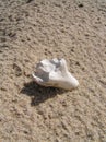 Bone in the sand