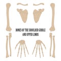 Bones of the shoulder girdle and upper limbs.