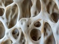 Bone spongy structure close-up, healthy texture of bone Royalty Free Stock Photo