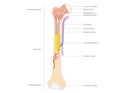 Bone structure anatomy for science and education . illustration . human bone