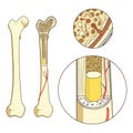 Bone structure medical educational vector