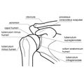 Bone structure of the shoulder joint.