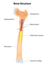 Bone Structure. Vector scheme