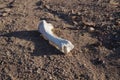 Bone of unknown wild animal in the desert, selective focus