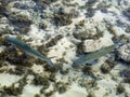 Bonefish Royalty Free Stock Photo