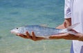 Bonefish Royalty Free Stock Photo