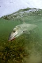 Bonefish on a fly