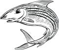 Bonefish Jumping Cartoon Vector Illustration Royalty Free Stock Photo