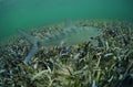 Bonefish in ocean