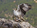 Bonelli eagle Royalty Free Stock Photo