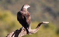 Bonelli eagle Royalty Free Stock Photo