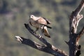 Bonelli eagle in his watchtower Royalty Free Stock Photo